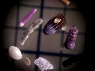 Foraminiferi ? Micro fossili ?